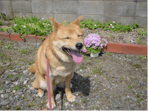 犬の写真