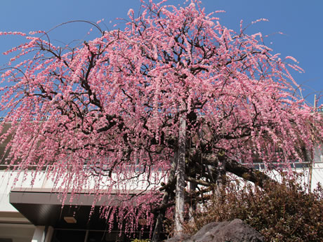 南立石公園のシダレウメの写真