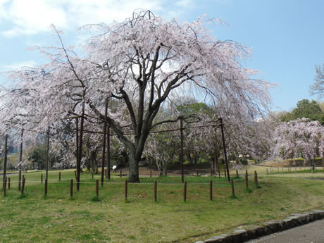 南立石公園のシダレザクラの写真