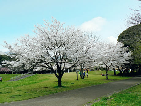 鉄輪地獄地帯公園のソメイヨシノの写真