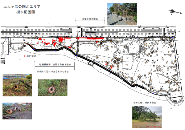 上人ヶ浜公園北エリア樹木配置図