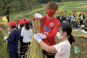 堂面棚田稲刈り体験の写真