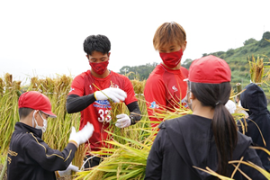 天堂面棚田稲刈り体験の写真