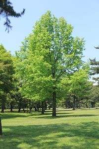 気持ちよく晴れた空、芝生の公園の中央に、萌黄色の柔らかい葉をつけた一本の木が立っている風景