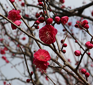 梅の花の写真