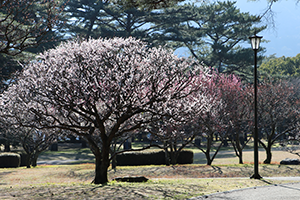 梅の花の写真