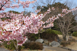 桜の写真